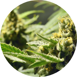 大麻提取