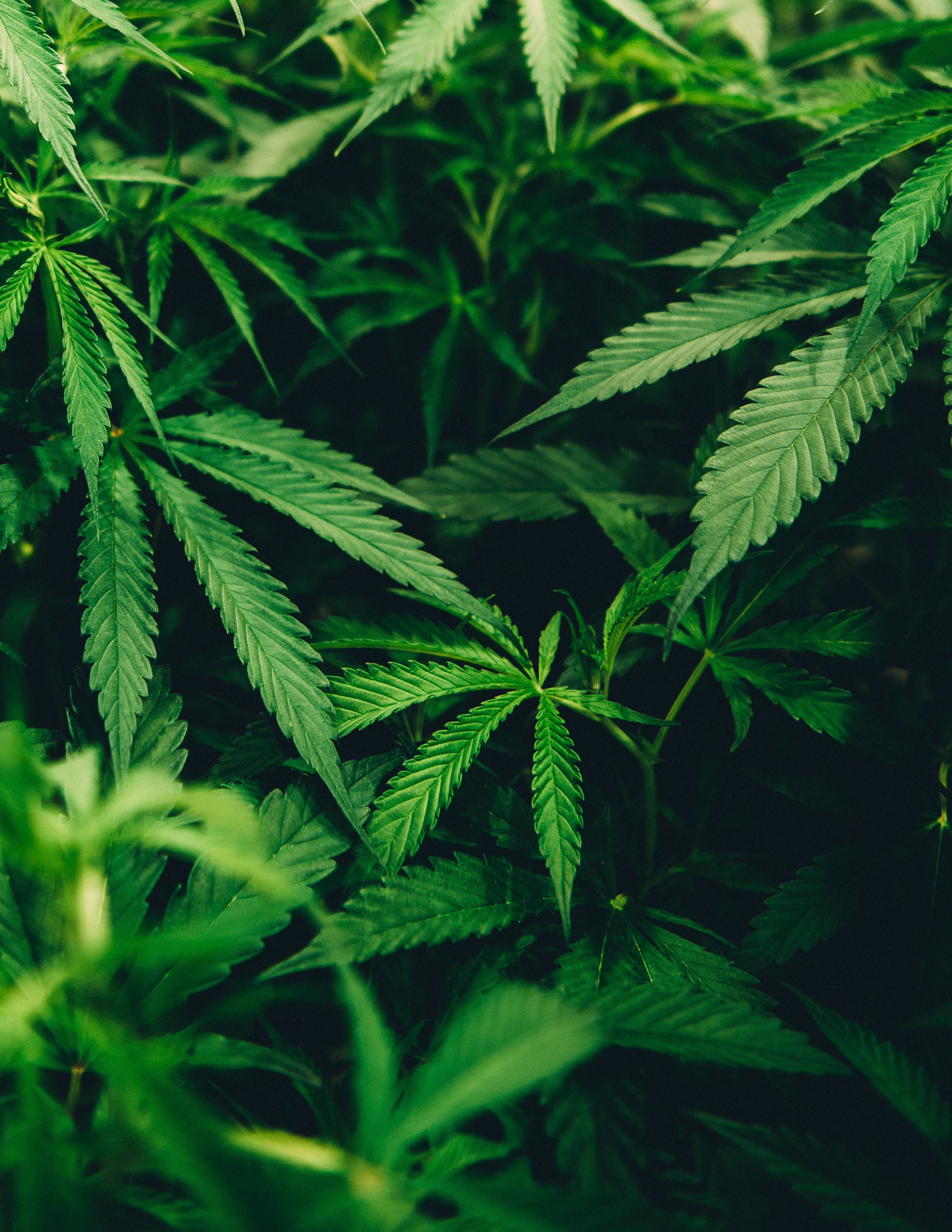 大麻种植的药用兴趣
